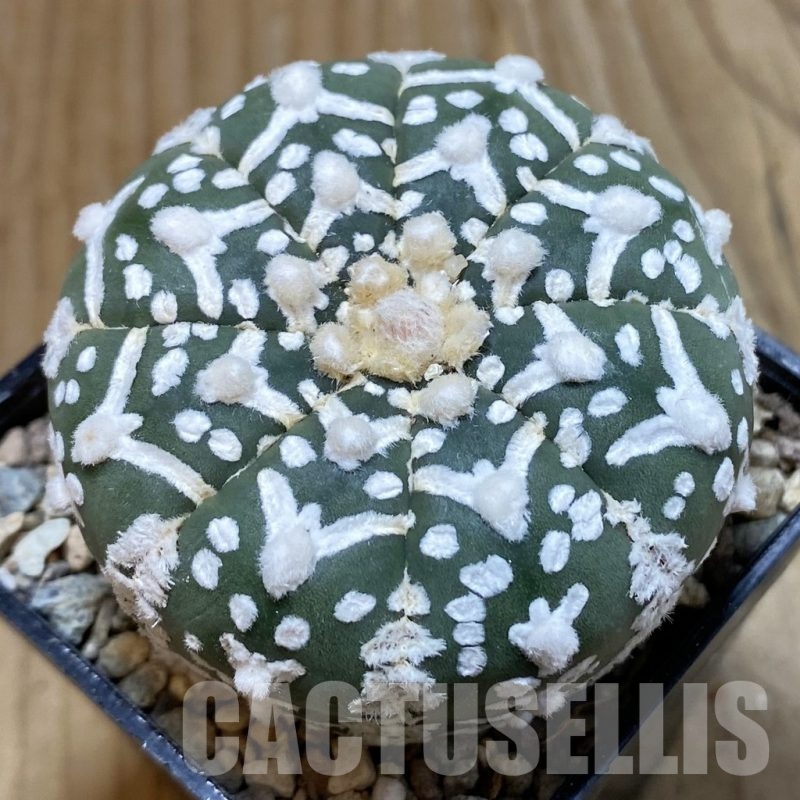 SH23773 Astrophytum asterias ‘Super Kabuto’ V-type f. nudum