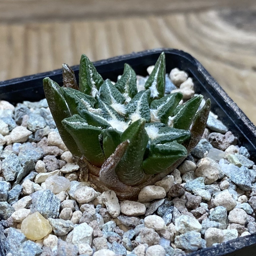 SH23719 Ariocarpus kotschoubeyanus hybrid, own roots - Image 2