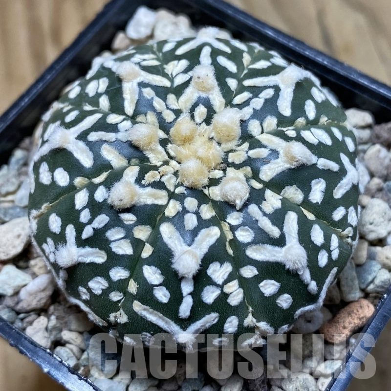 SH23774 Astrophytum asterias ‘Super Kabuto’ V-type f. nudum