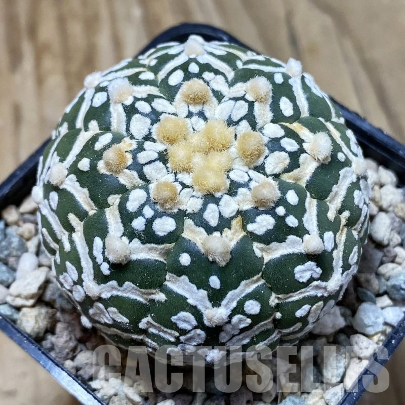 SH23776 Astrophytum asterias ‘Super Kabuto’ V-type f. nudum