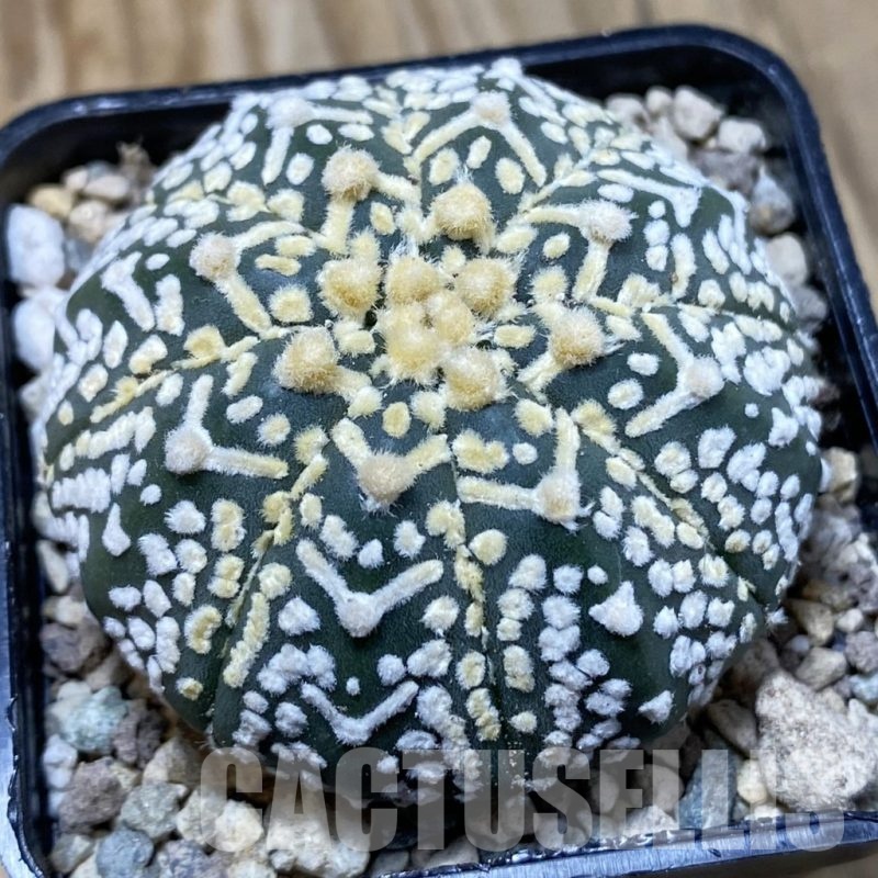 SH23777 Astrophytum asterias ‘Super Kabuto’ V-type f. nudum