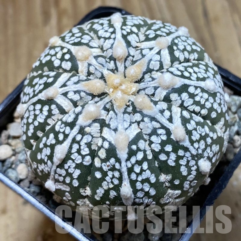 SH23778 Astrophytum asterias ‘Super Kabuto’ V-type f. nudum
