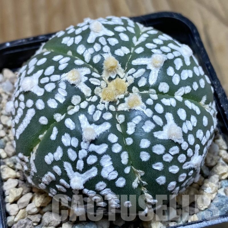 SH23779 Astrophytum asterias ‘Super Kabuto’ V-type f. nudum, 5-ribs