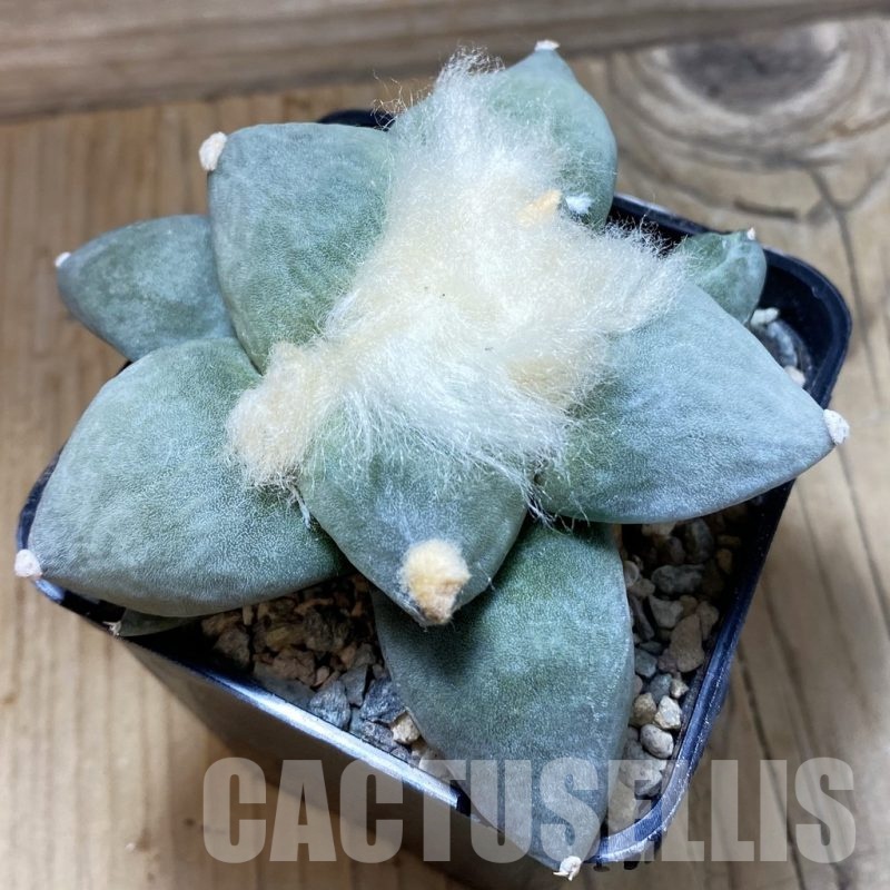 SH23714 Ariocarpus retusus hybrid, seedling, own roots