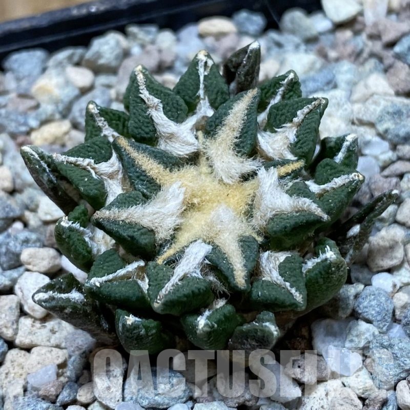 SH23720 Ariocarpus kotschoubeyanus hybrid, own roots