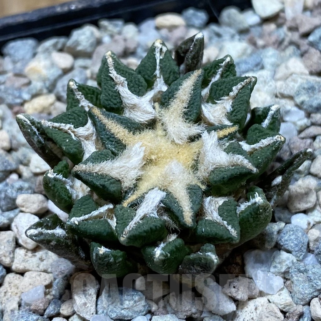 SH23720 Ariocarpus kotschoubeyanus hybrid, own roots