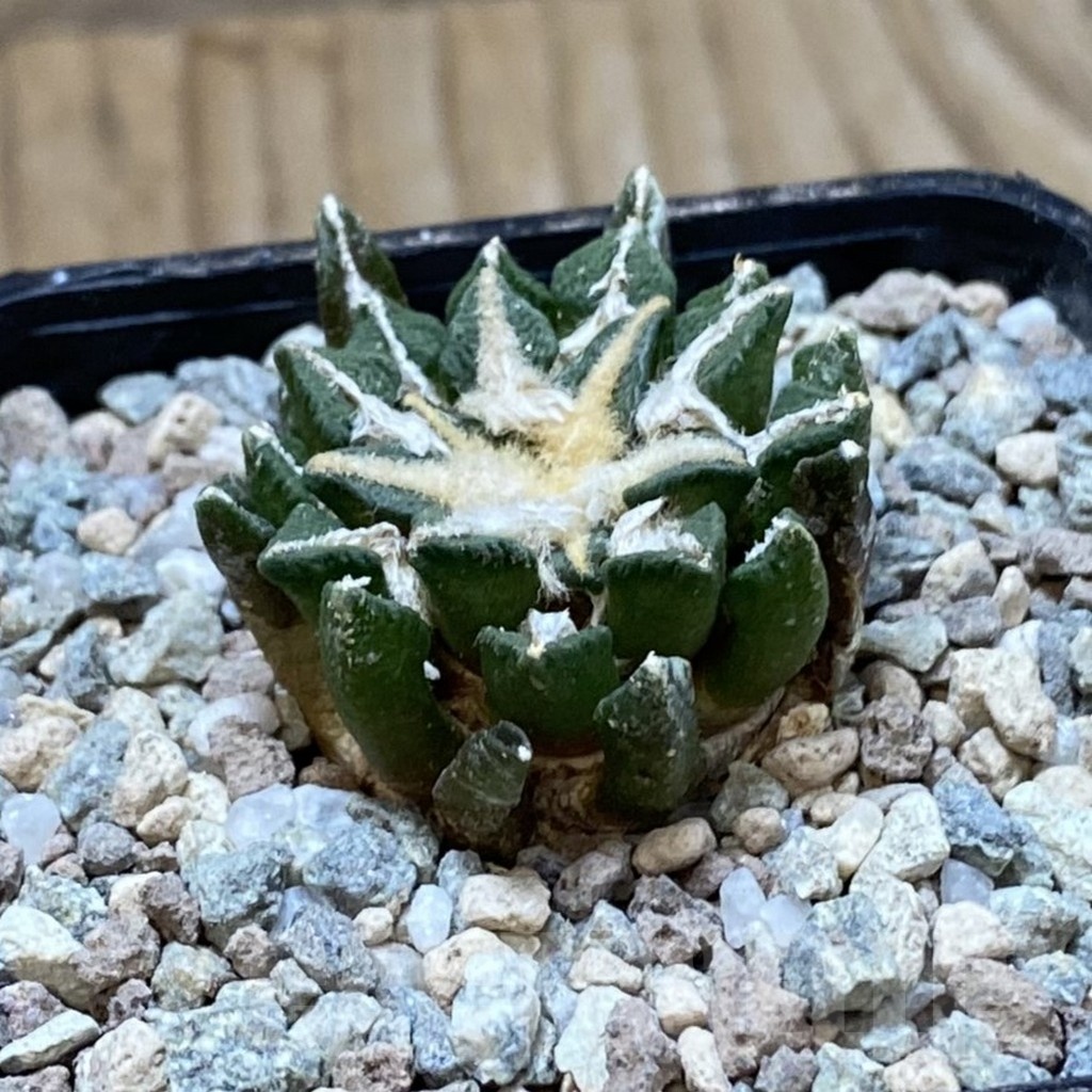 SH23720 Ariocarpus kotschoubeyanus hybrid, own roots - Image 2