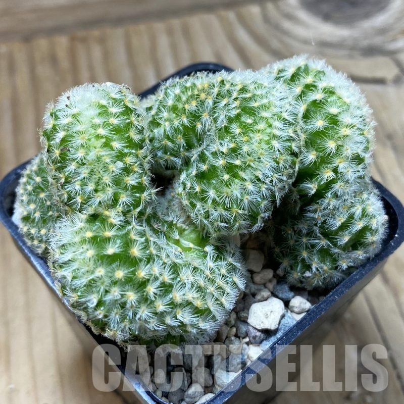 SH23726 Mammillaria carmenae f. cristata
