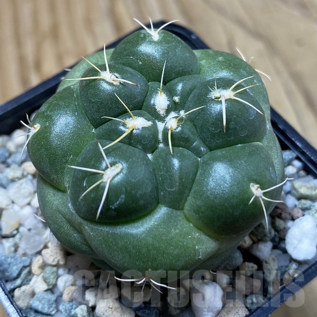 SH23727 Coryphantha elephantidens 'inermis' - Image 2