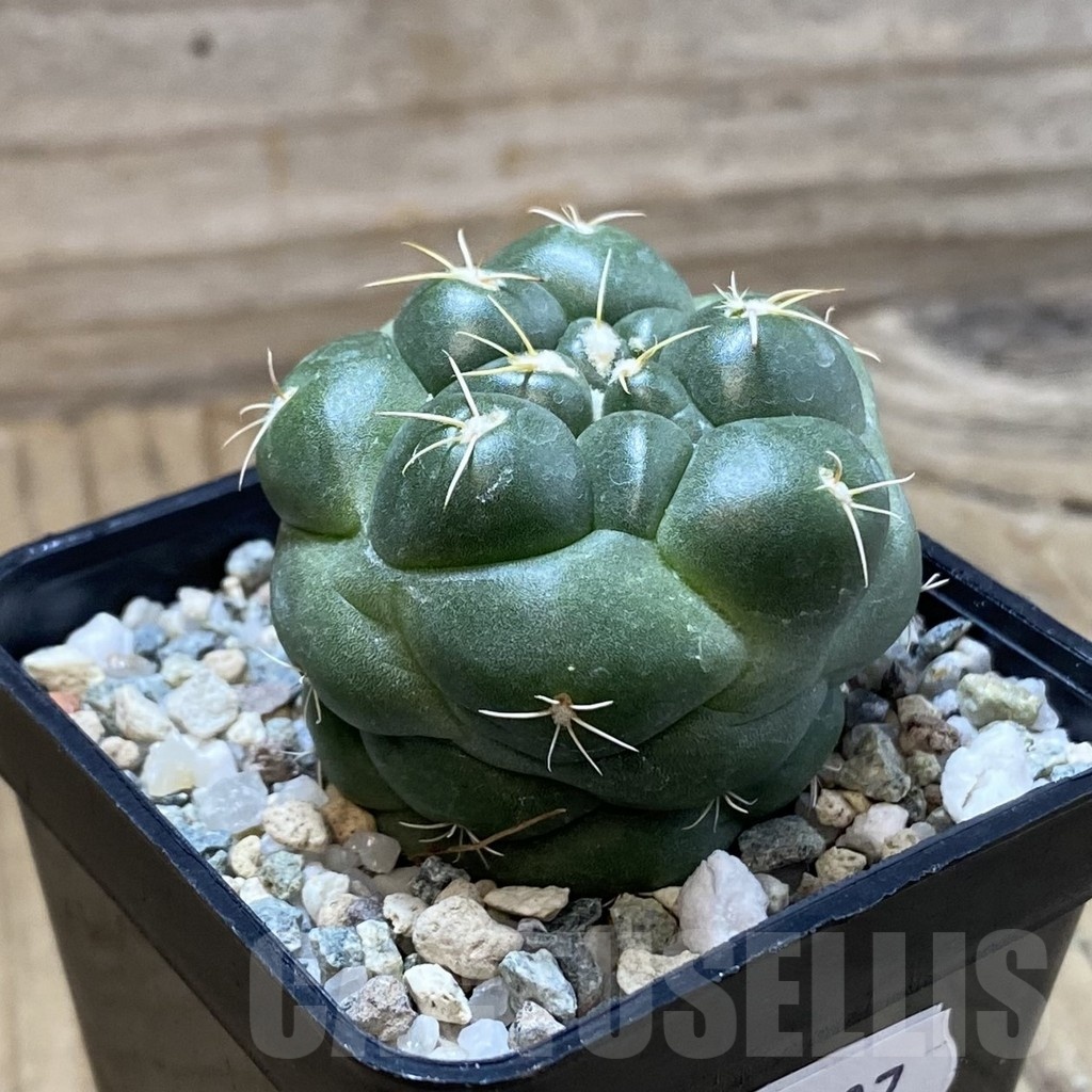 SH23727 Coryphantha elephantidens 'inermis' - Image 3