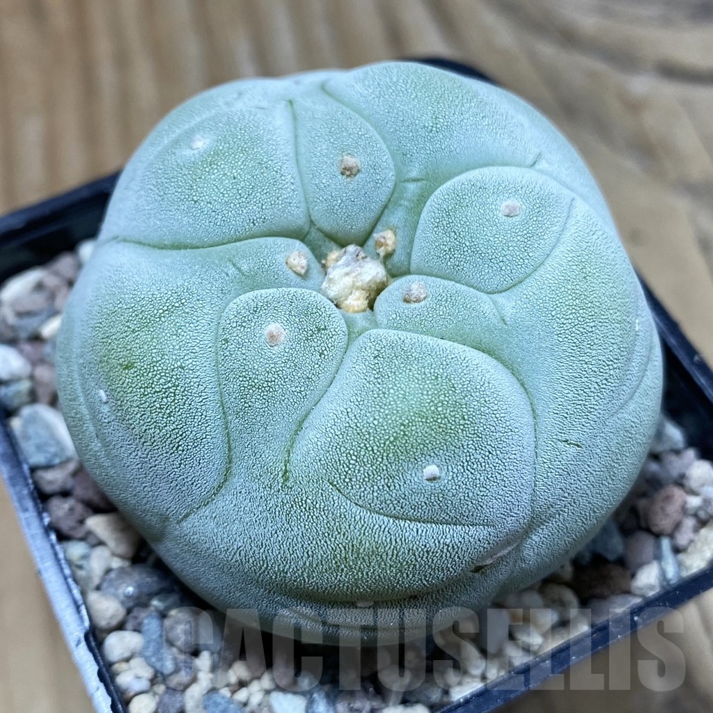 SH23729 Anhalonium frichii