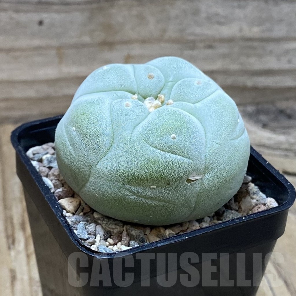 SH23729 Anhalonium frichii - Imagen 2