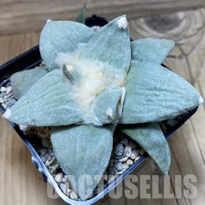 SH23715 Ariocarpus retusus hybrid, seedling, own roots