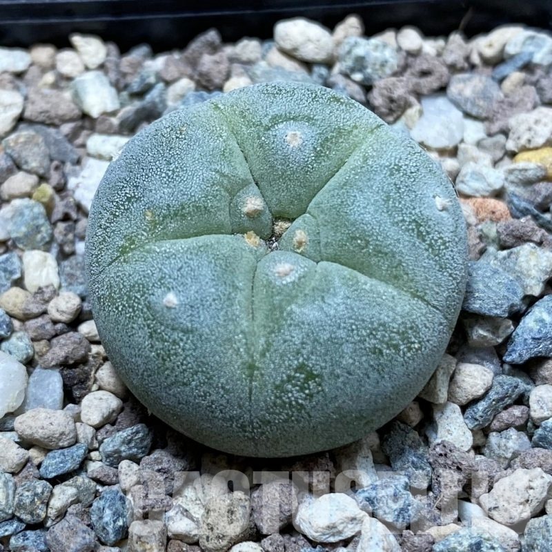 SH23732 Anhalonium frichii