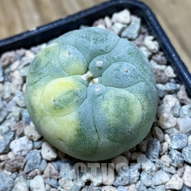 SH23733 Anhalonium frichii f. variegata