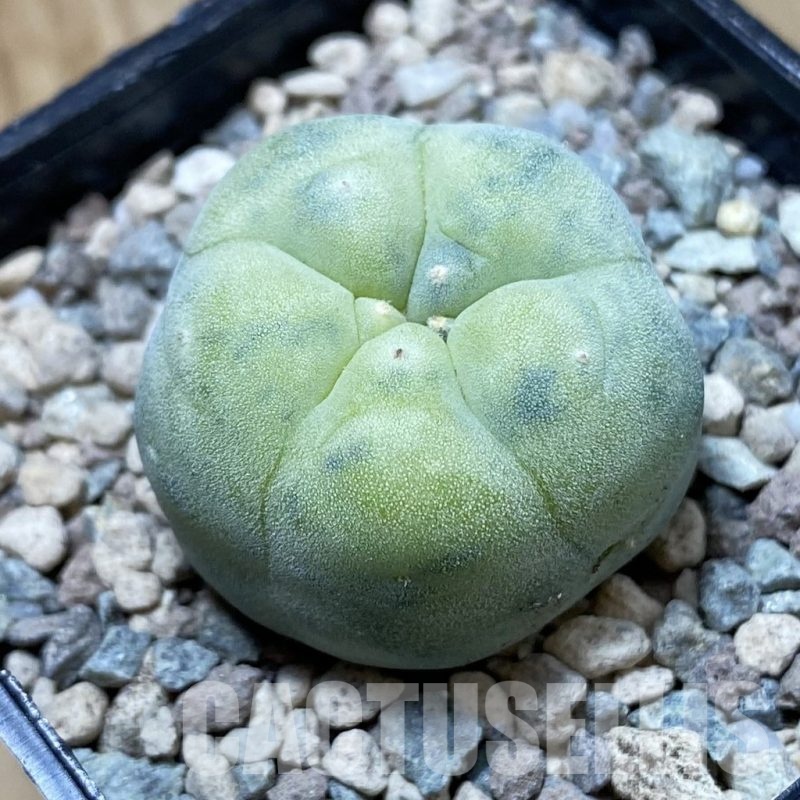 SH23734 Anhalonium frichii f. variegata