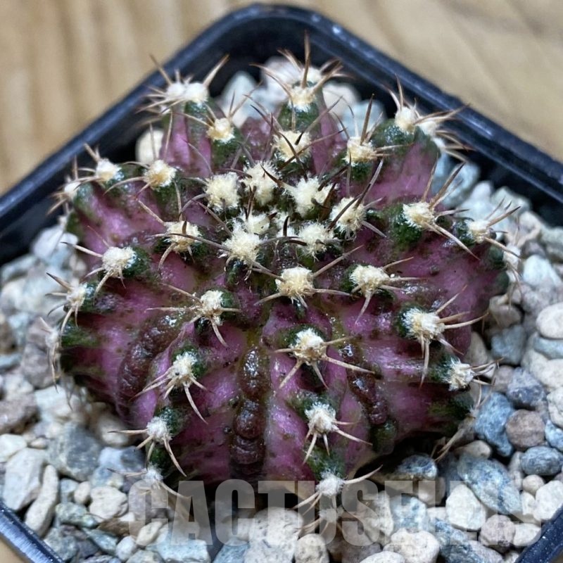 SH23738 Gymnocalycium mihanovichii 'T-Lux'