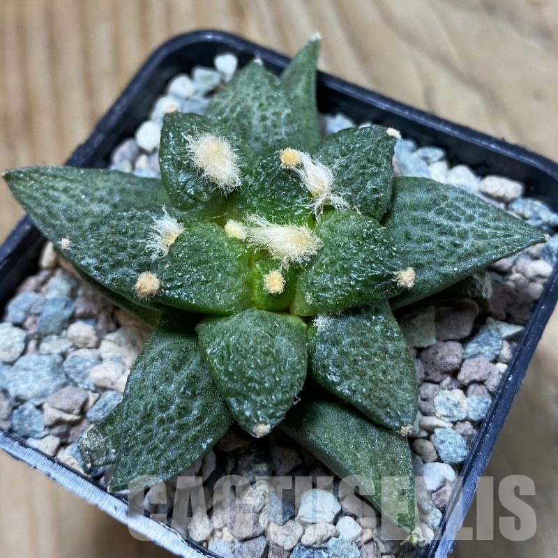 SH23716 Ariocarpus fissuratus ‘Godzilla’ hybrid, seedling, own roots