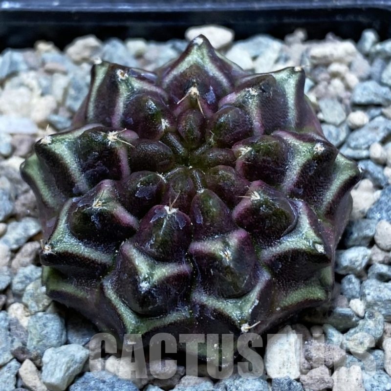 SH23741 Gymnocalycium mihanovichii ‘Day Dream’