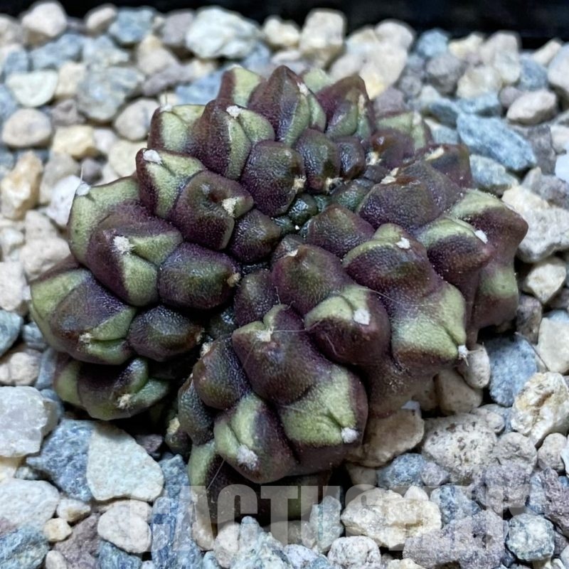 SH23742 Gymnocalycium mihanovichii ‘Day Dream’ f. cristata