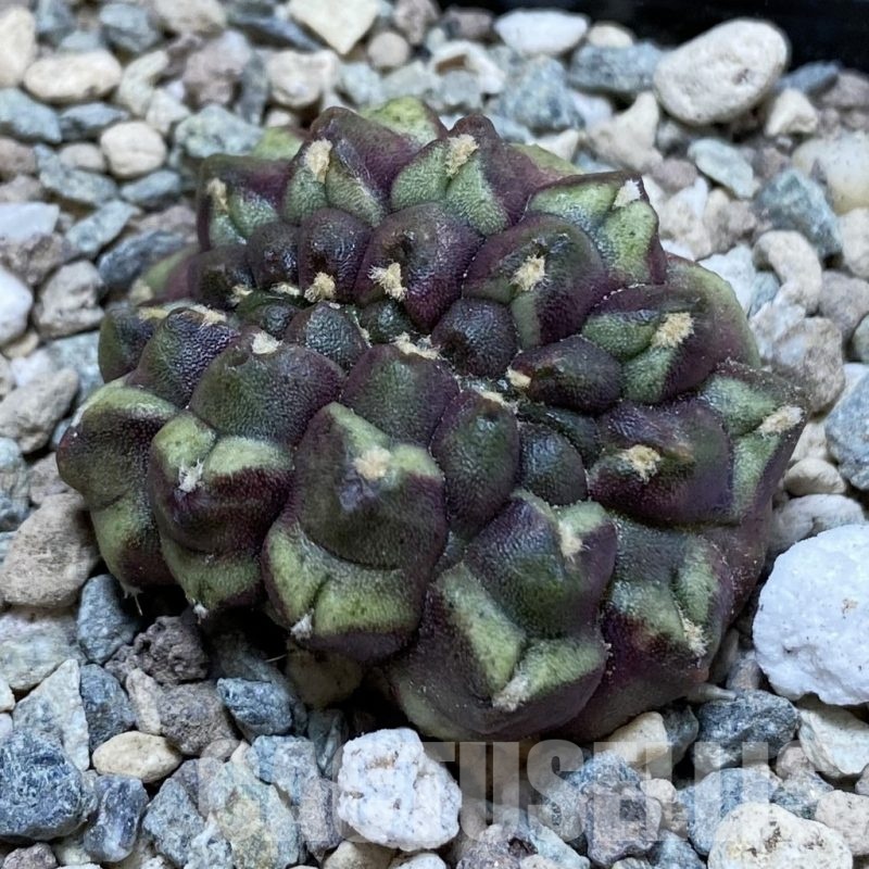 SH23743 Gymnocalycium mihanovichii ‘Day Dream’ f. cristata