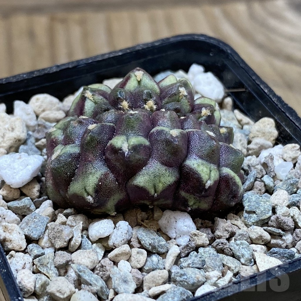 SH23743 Gymnocalycium mihanovichii ‘Day Dream’ f. cristata - Image 2