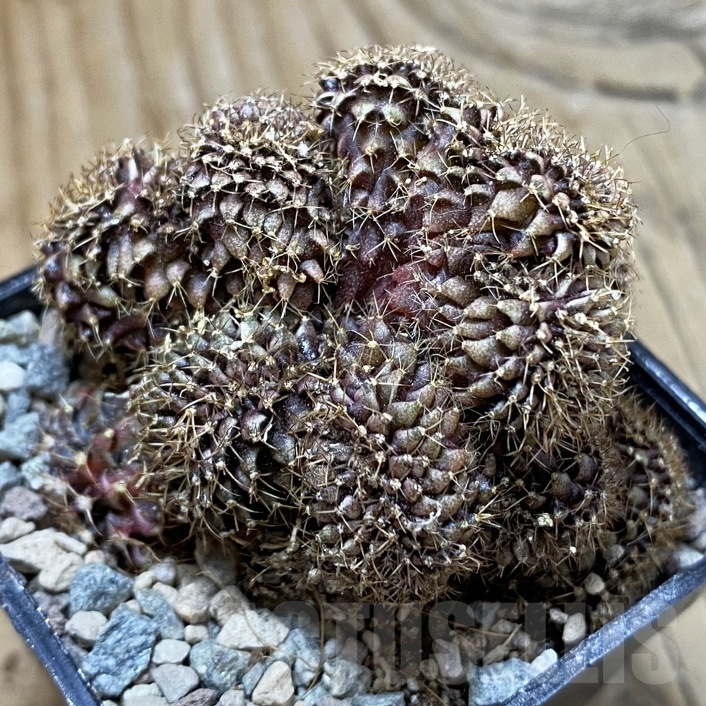 SH23744 Gymnocalycium mihanovichii f. cristata