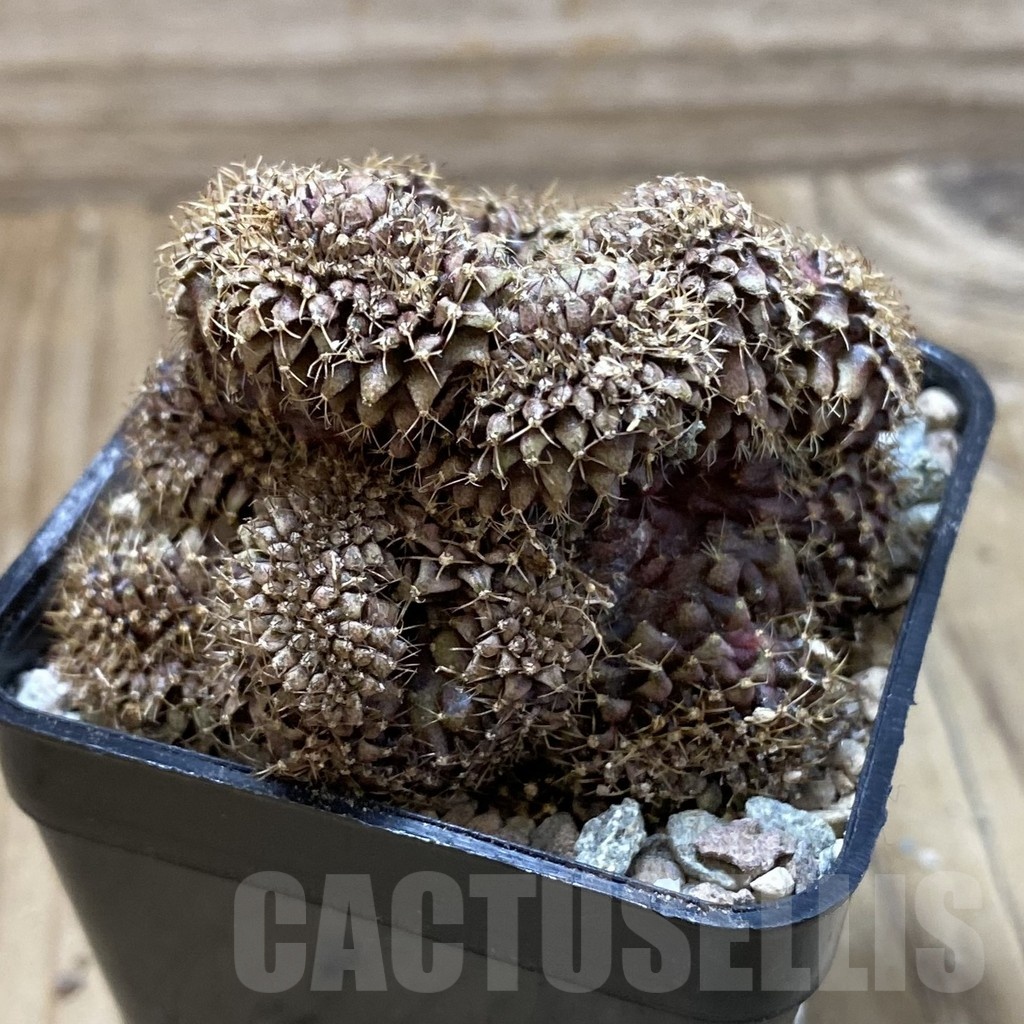 SH23744 Gymnocalycium mihanovichii f. cristata - Image 2