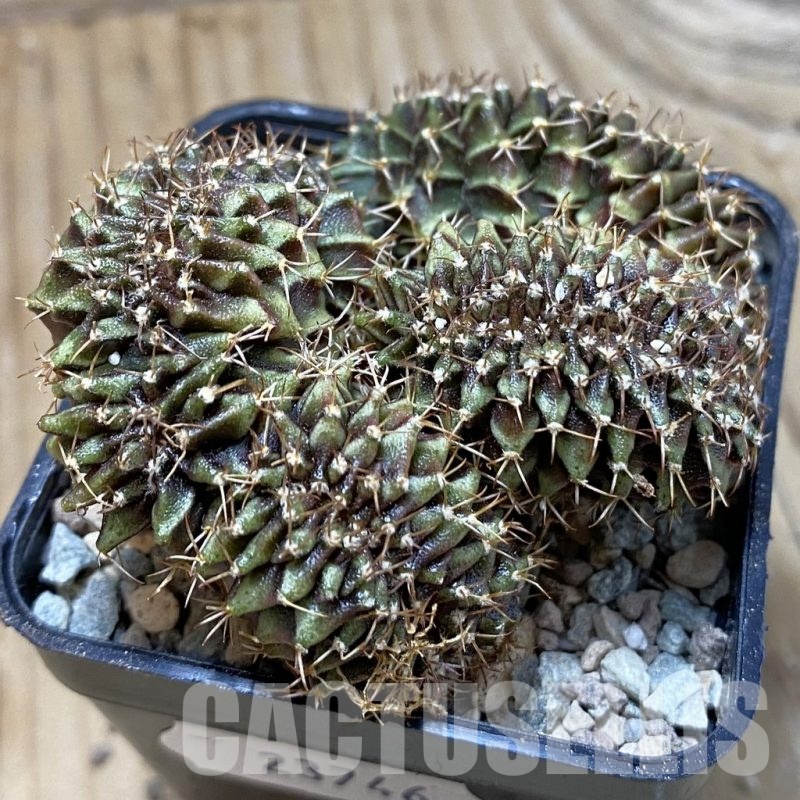 SH23746 Gymnocalycium mihanovichii f. cristata