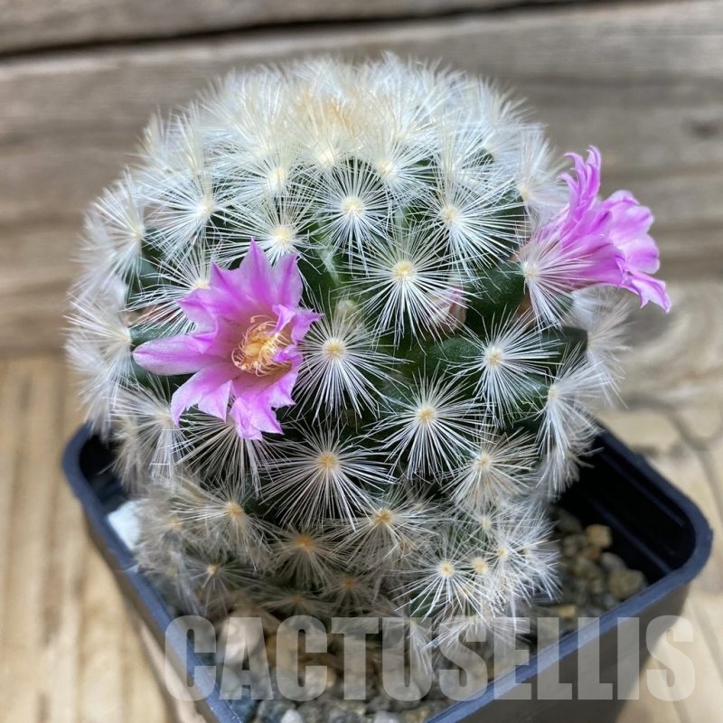 SH10325 Mammillaria carmenae ‘Buddha’ hybrid , seedling