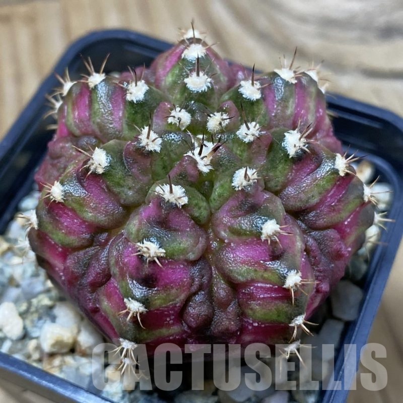 SH10739 Gymnocalycium mihanovichii 'T-Lux', seedling