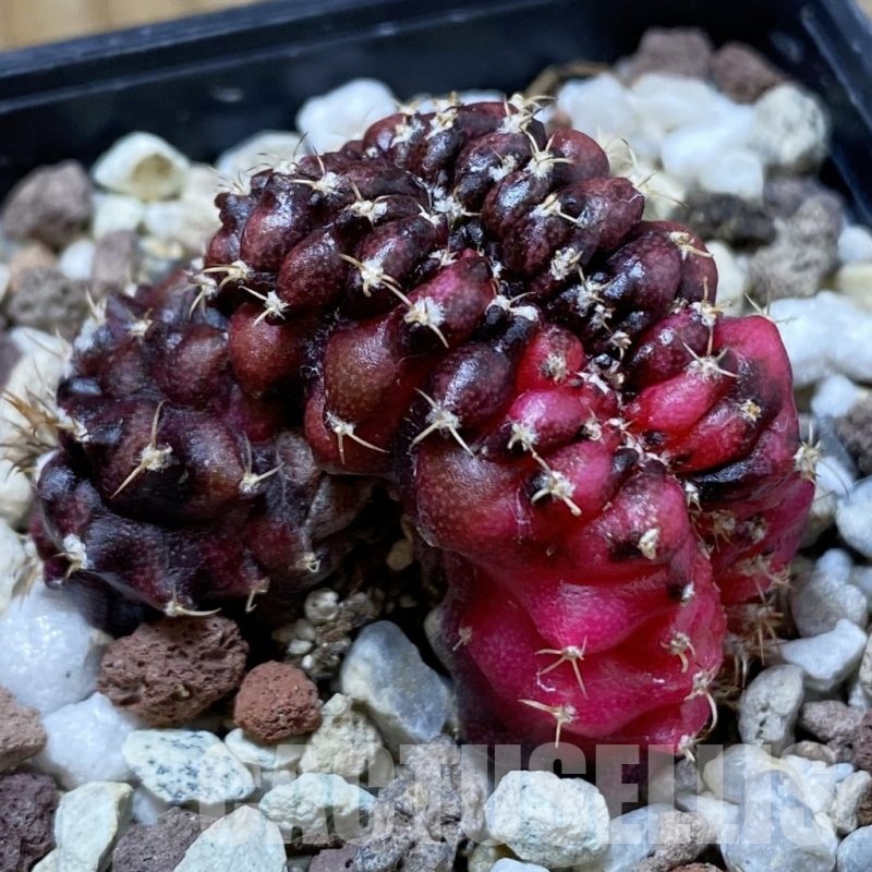SH21490 Gymnocalycium mihanovichii 'T-Rex' variegata f. cristata