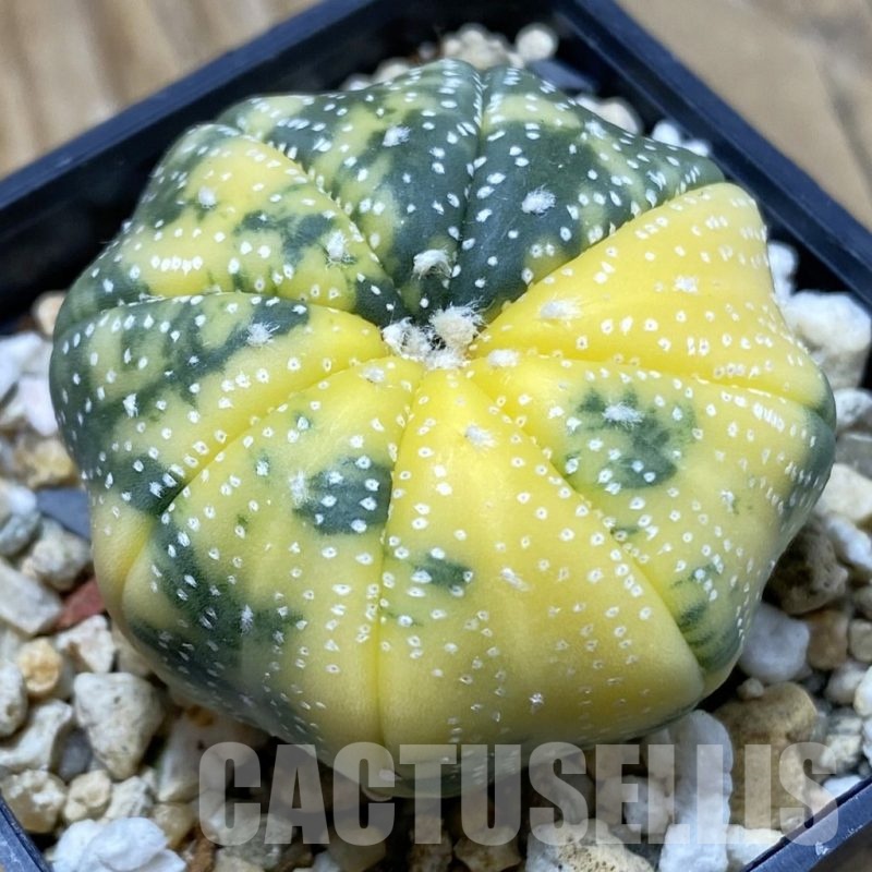 SH867 Astrophytum asterias ‘Star Shape’ f. variegata