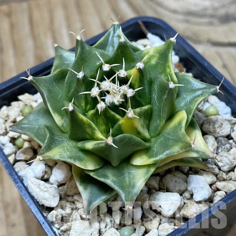 SH2475 Obregonia denegrii f. variegata