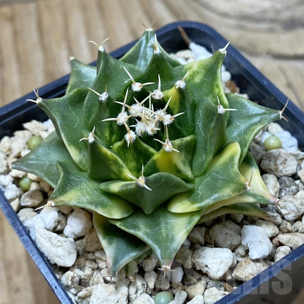 SH2475 Obregonia denegrii f. variegata