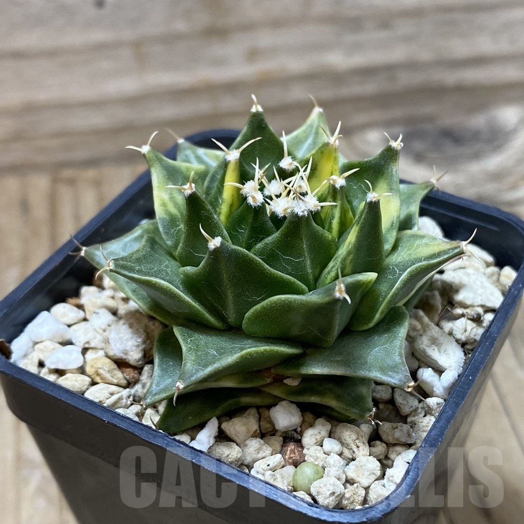 SH2475 Obregonia denegrii f. variegata - Image 2