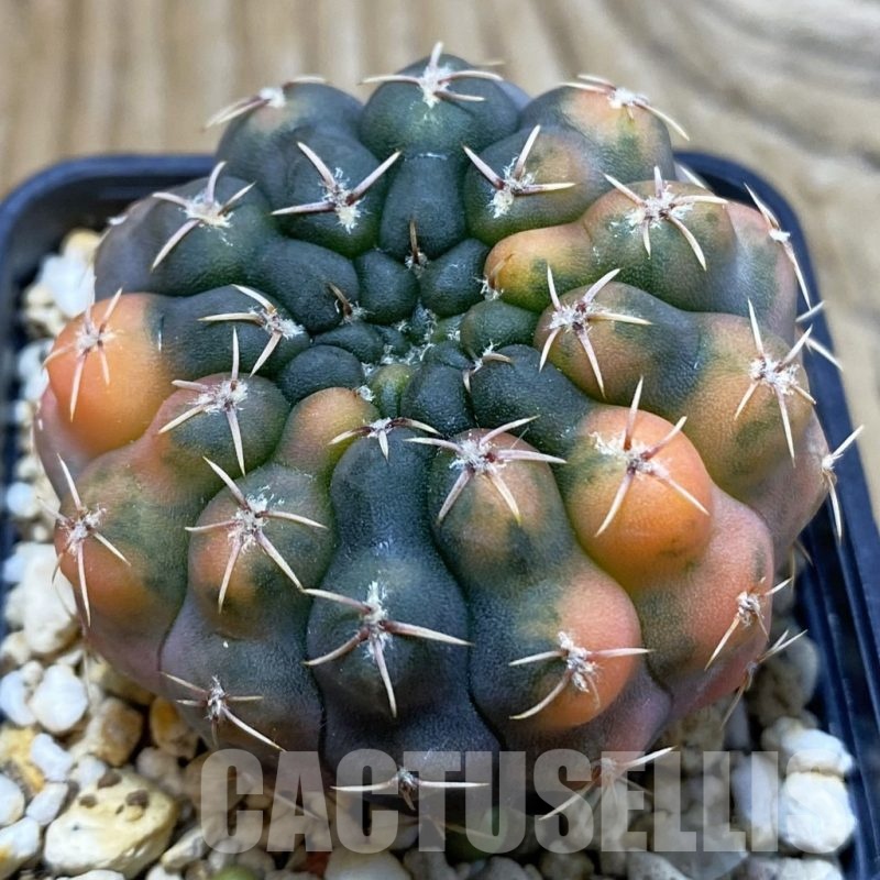 SH3057 Gymnocalycium stellatum f. variegata