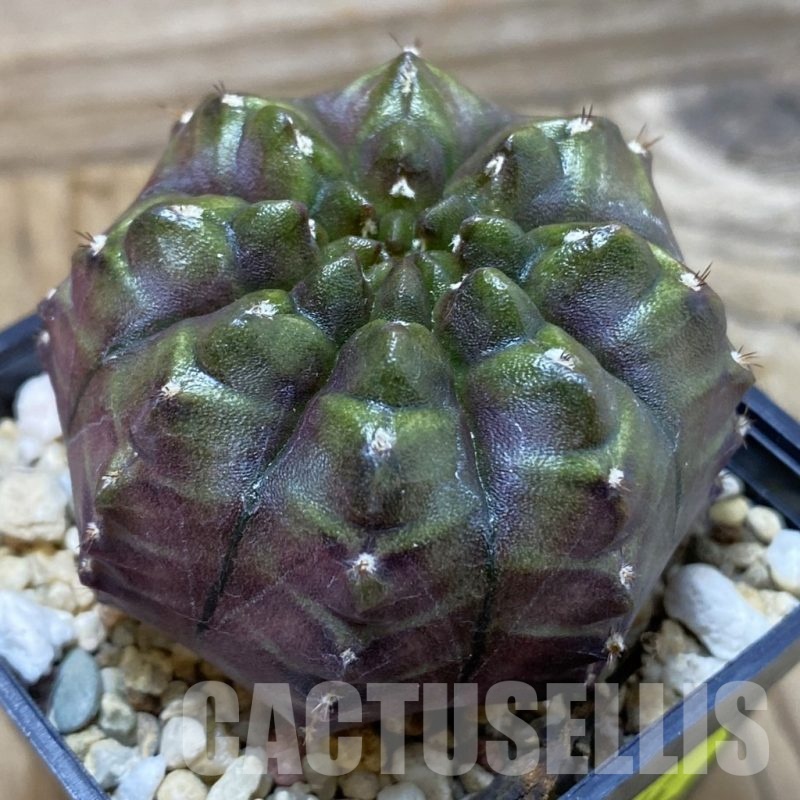 SH3844 Gymnocalycium mihanovichii ‘Nana’ x ‘Day Dream’, seedling