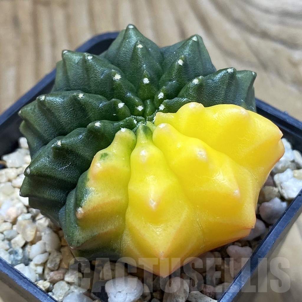 SH4290 Gymnocalycium mihanovichii ‘inermis’ f. variegata, seedling