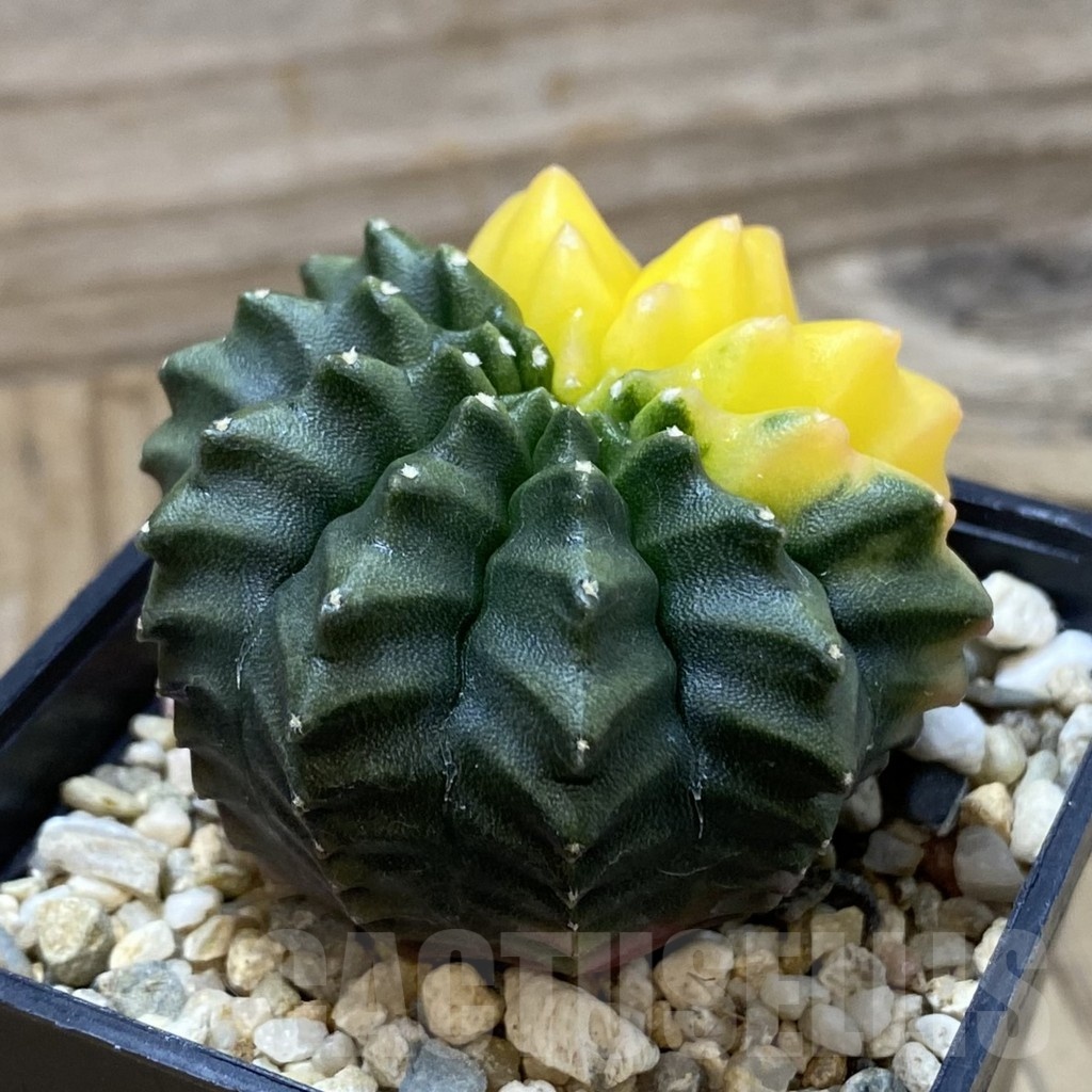 SH4290 Gymnocalycium mihanovichii ‘inermis’ f. variegata, seedling - Image 2
