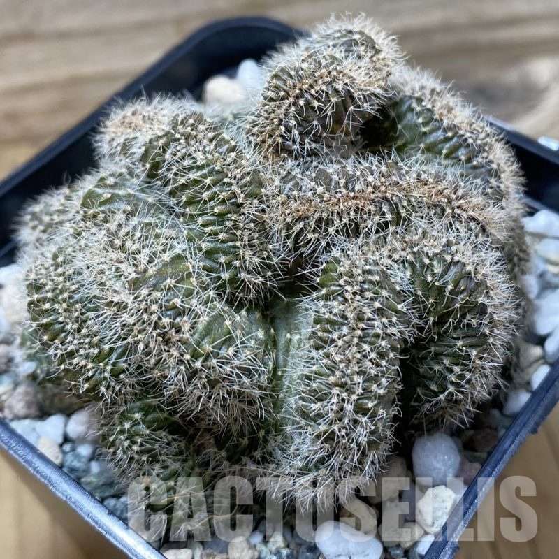 SH21144 Echinopsis sp. f. cristata