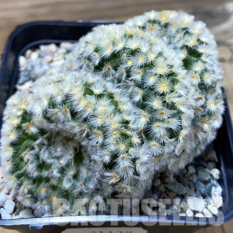 SH21139 Mammillaria carmenae f. cristata