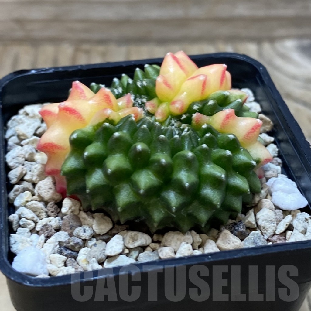 SH19567 Gymnocalycium mihanovichii ‘inermis’ f. cristata variegata - Imagen 2