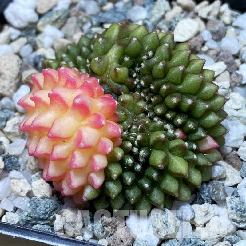 SH21346 Gymnocalycium mihanovichii ‘inermis’ f. variegata