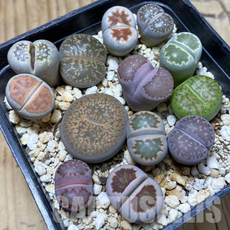SH21604 Lithops mix