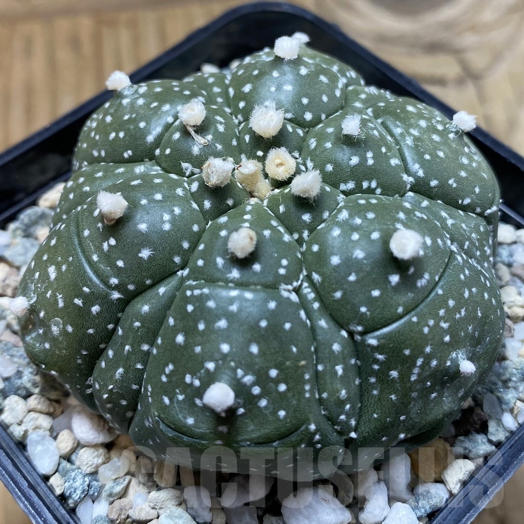 SH21150 Astrophytum asterias ‘Kikko’, 6-ribs - Image 2