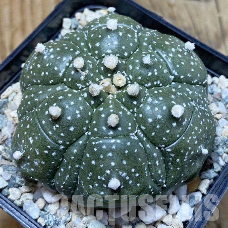 SH21150 Astrophytum asterias ‘Kikko’, 6-ribs