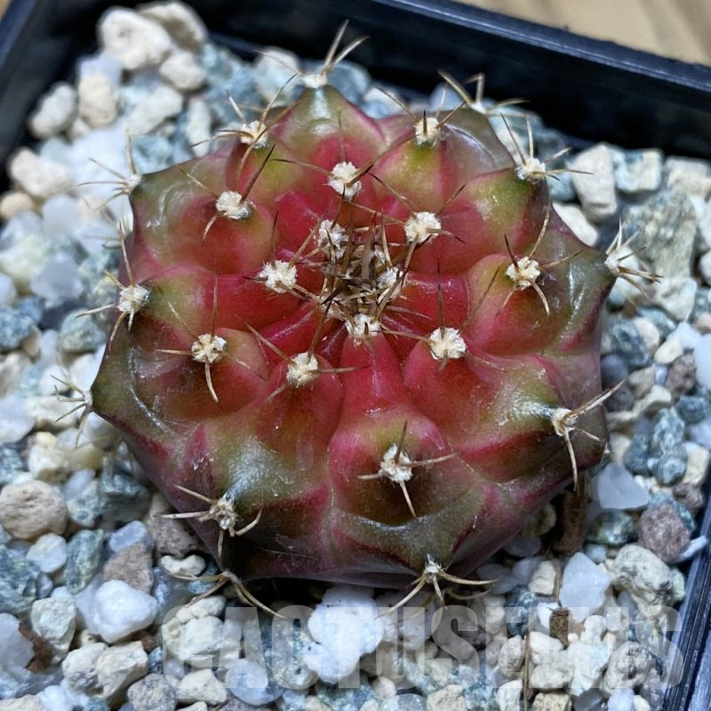 SH21954 Gymnocalycium mihanovichii ‘Neon’ hybrid