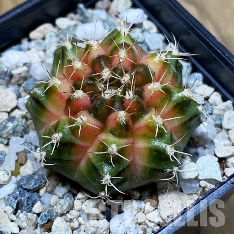 SH21463 Gymnocalycium mihanovichii ‘Neon’ hybrid