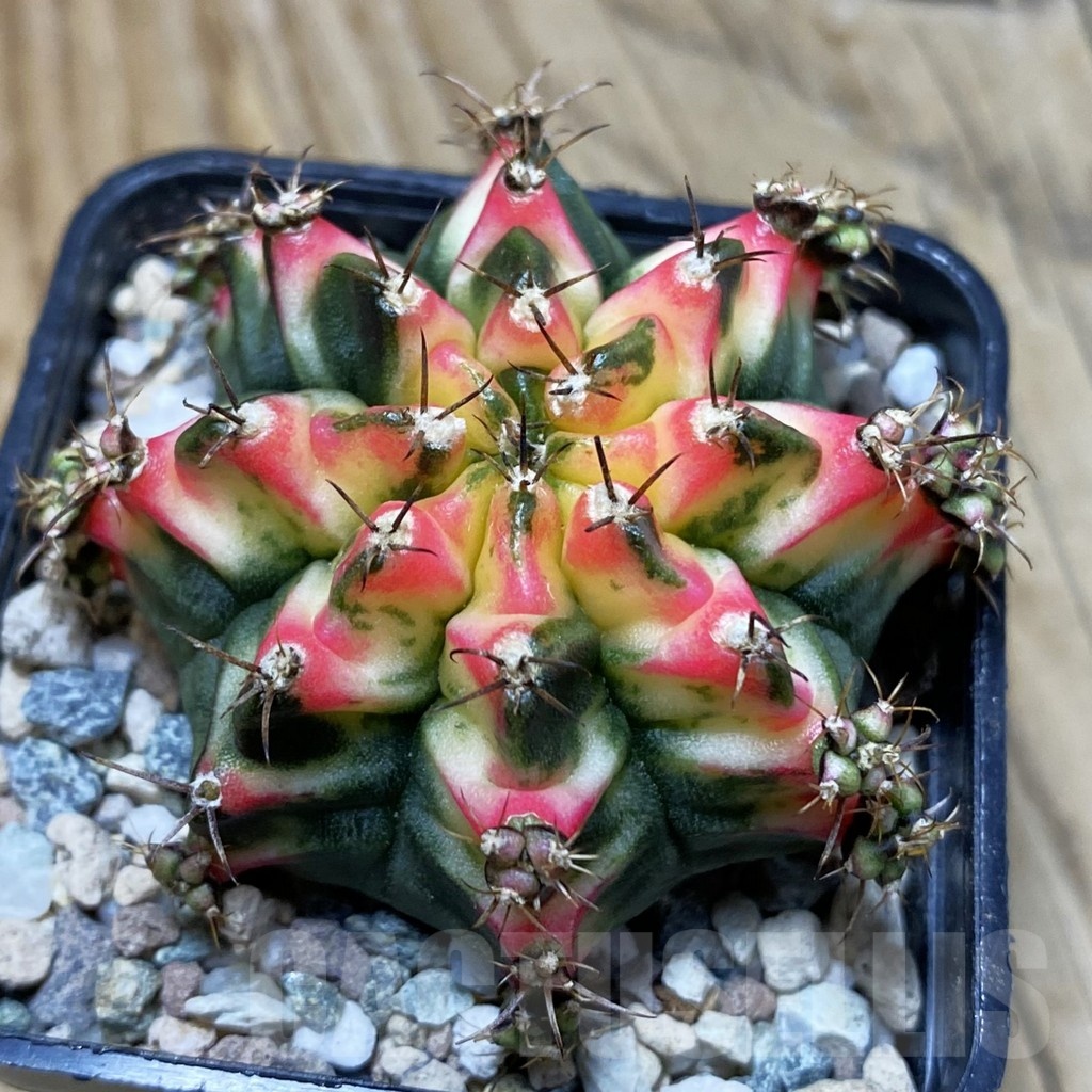 SH23321 Gymnocalycium mihanovichii 'Multicolor'